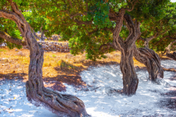 chios2